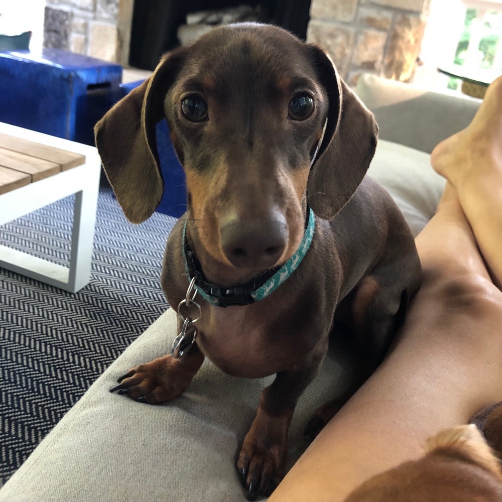 MAKE ME AN OFFER!! 🤩🐾